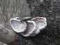 Hasadtlemezű gomba (Schizophyllum commune), Budai-hegység